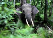 Akibat Terhalau Banjir, Gajah Sumatera Berlindung di Kebun Warga