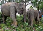 Memorakporandakan Dapur Warga, Gajah Diduga Mencari Makan