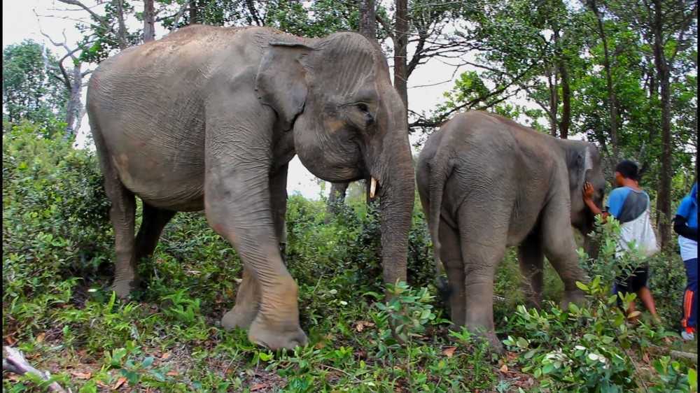 Ilustrasi gajah sumatera di Barumun Nagari Wildlife Sanctuary (BNWS). | Foto: Ayat S Karokaro/goodnewsfromindonesia.id