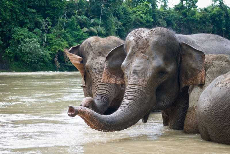Kawanan gajah sumatera (Elephas maximus sumatranus) sedang bermain air. | Foto: Vincent Poulissen/Flickr