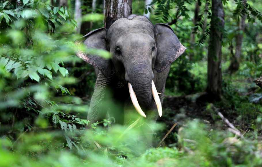 Ilustrasi gajah sumatera (Elephas maximus sumatrensis). | Foto: Antara