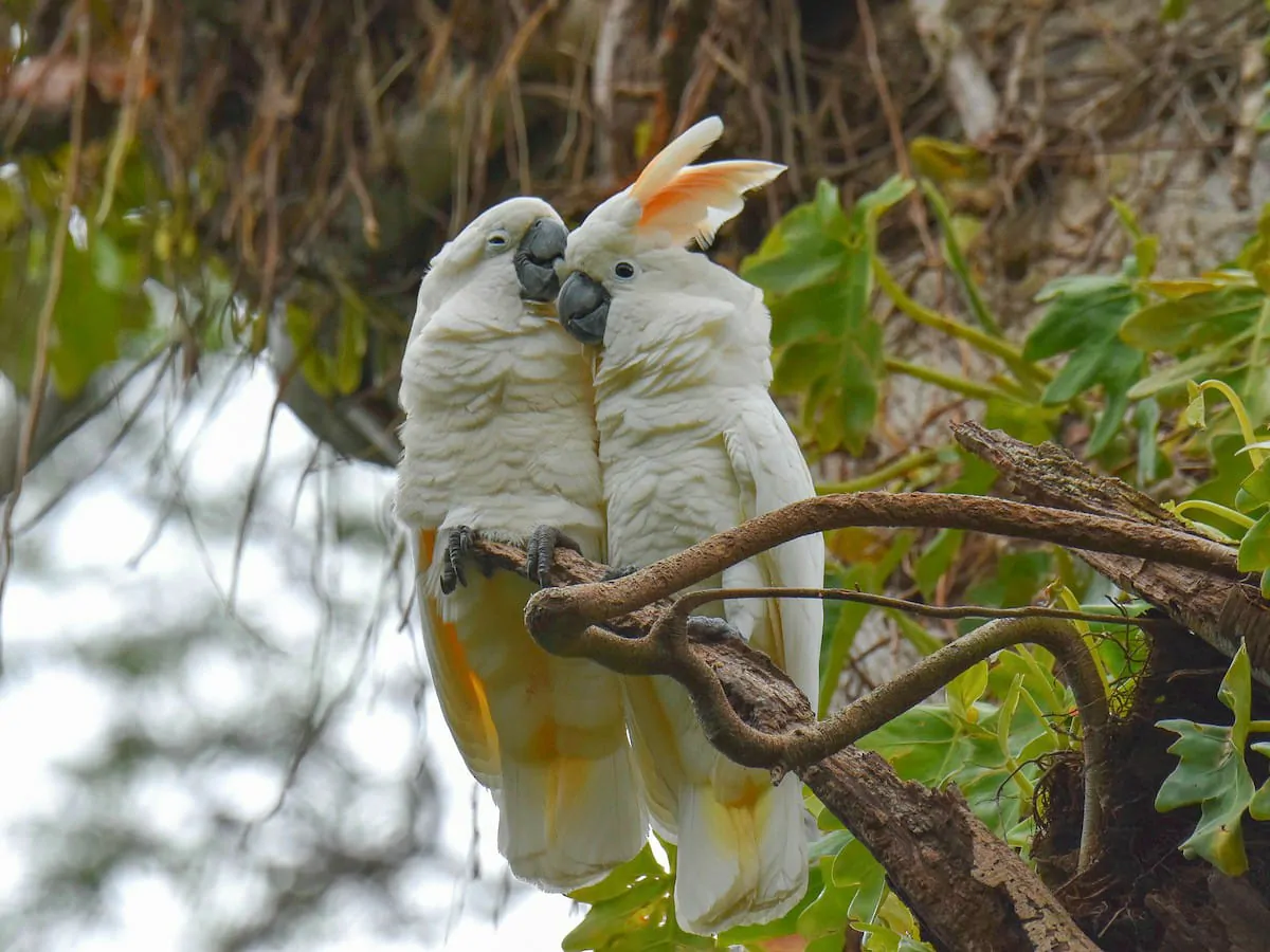 Ilustrasi burung kakatua maluku (Cacatua moluccensis). | Foto: Walter Oshiro/Birds of the World