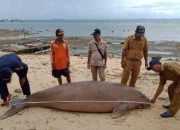 Nelayan Temukan Dugong Sepanjang 3 Meter Mati di Pulau Morotai