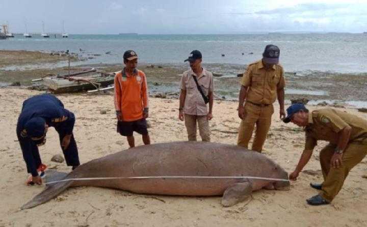 Seekor dugong atau duyung ditemukan mati oleh seorang nelayan di pesisir pantai Desa Juanga, Kecamatan Morotai Selatan, Kabupaten Pulau Morotai, Provinsi Maluku Utara. | Foto: Antara/HO-PSDKP Ambon