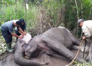 Seekor Gajah Sumatera Kembali Ditemukan Mati Akibat Infeksi