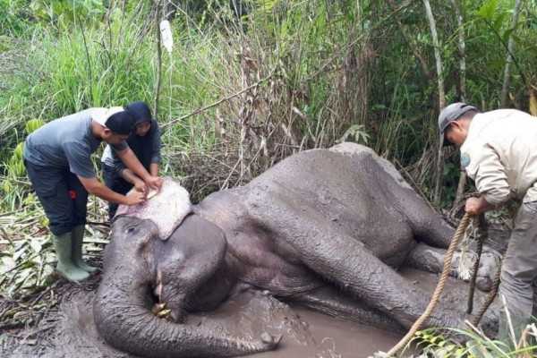 Seekor gajah dilindungi ditemukan mati akibat luka infeksi di bagian perut karena terkena tonggak kayu. | Foto: Dok. BKSDA Aceh