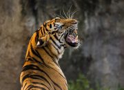 Ditangkap Akibat Konflik dengan Manusia, Harimau Sumatera Kini Dilepasliarkan