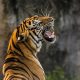 Ilustrasi seekor harimau sumatera (Panthera tigris sumatrae) | Foto: Pfuderi/Pixabay