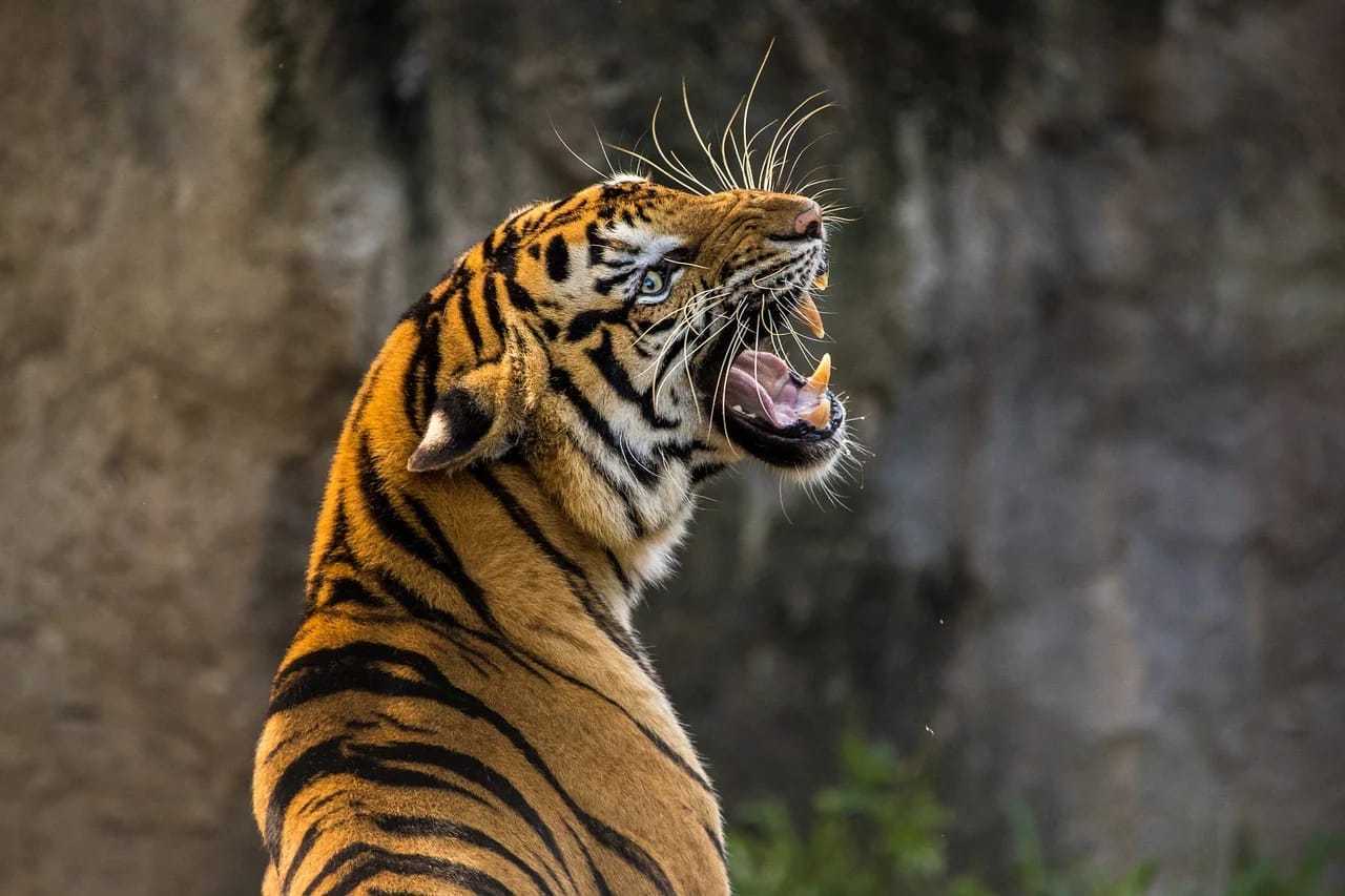 Ilustrasi seekor harimau sumatera (Panthera tigris sumatrae) | Foto: Pfuderi/Pixabay