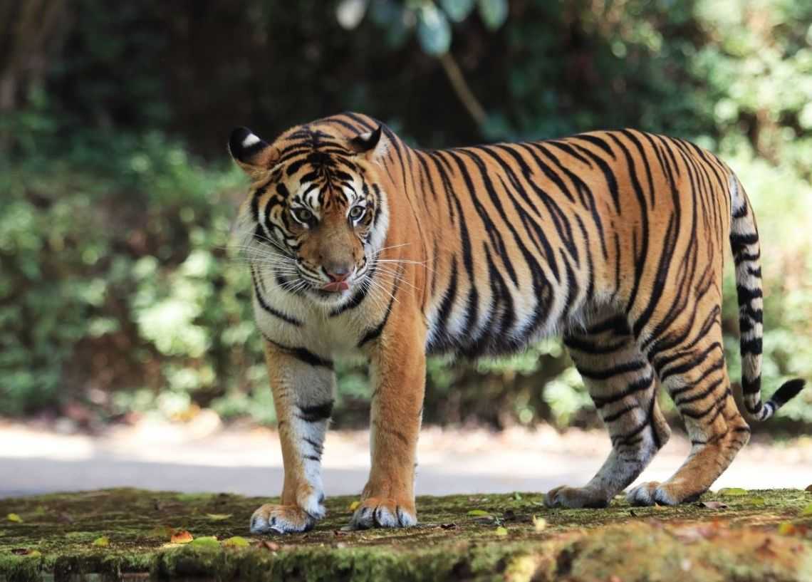 Ilustrasi harimau sumatera (Panthera tigris sumatrae) yang merupakan satwa dilindungi. | Foto: Langgam.id