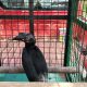 Seekor burung kangkareng hitam ditemukan warga di dekat rumah dan diserahkan ke BKSDA Pos Jaga Sampit. | Foto: Dok. BKSDA