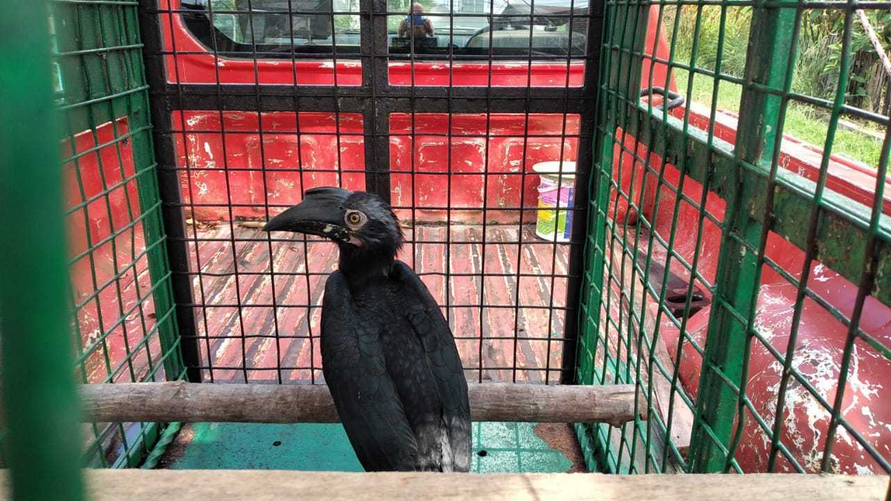 Seekor burung kangkareng hitam ditemukan warga di dekat rumah dan diserahkan ke BKSDA Pos Jaga Sampit. | Foto: Dok. BKSDA