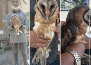 Ditemukan di Kebun, Burung Langka Diserahkan Warga ke BKSDA