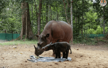 Anak badak sumatera kembali lahir di Suaka Rhino Sumatera Taman Nasional Way Kambas. | Foto: Dok. KLHK