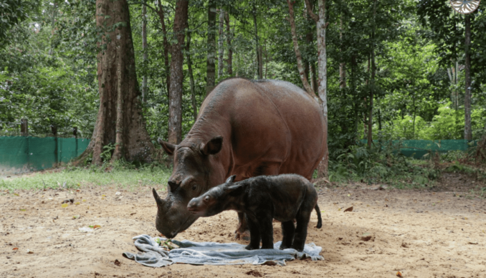 Terancam Punah, Badak Sumatera Berhasil Lahirkan Bayi di Way Kambas