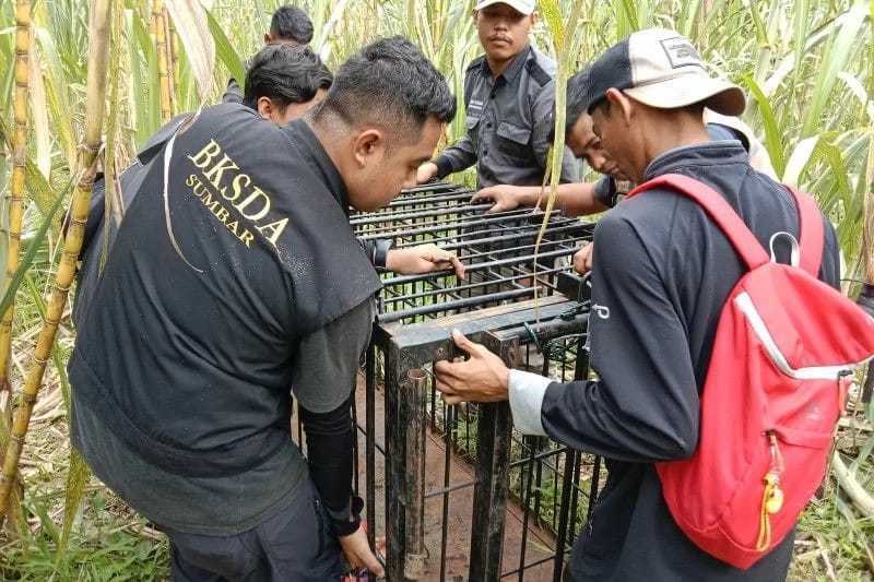 Resor KSDA Agam melakukan pemasangan kandang jebak untuk mengatasi konflik antara manusia dan beruang madu. | Foto: Yusrizal/Antara