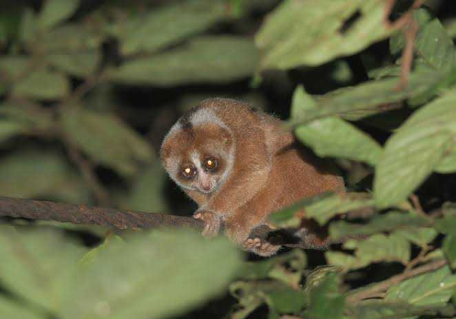 Gambar kukang bornean (Nycticebus borneanus). | Foto: Little Fireface Project