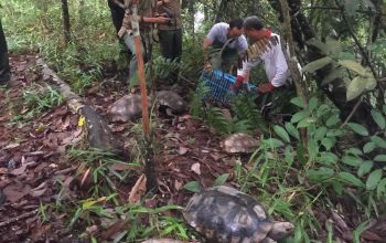 Kura-kura baning coklat saat dilepasliarkan di Taman Hutan Raya Bung Hatta. | Foto: Dok. BKSDA Sumbar