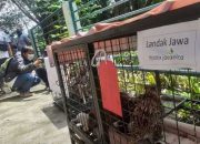 Peragakan Satwa Ilegal, Pengelola Kebun Binatang Mini Ditangkap Polisi