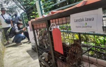 Salah satu satwa ilegal yang ada di Kebun Binatang Kecil (Mini Zoo) Sleman, yaitu landak jawa. | Foto: Erfanto/Tugu Jogja