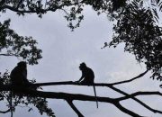 Monyet Sasar Tanaman Palawija dan Buah-buahan di Ladang Warga