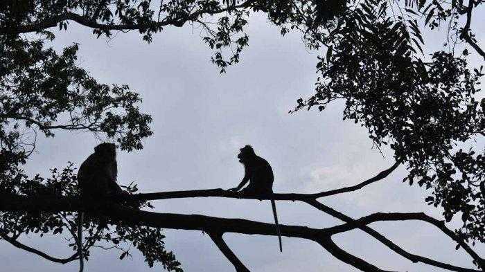 Gambar monyet ekor panjang (Macaca fascicularis) di kawasan lahan Perhutani, Desa Kertawangi, Kecamatan Cisarua, Kabupaten Bandung Barat. | Foto: Syarif Pulloh Anwari/Tribun Jabar