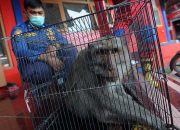Diduga Stres Akibat Dikepung Warga, Monyet Kini Berhasil Dievakuasi