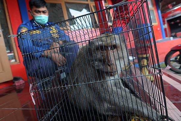 Monyet ekor panjang (Macaca fascicularis) yang dievakuasi oleh Damkar Klaten. | Foto: Aloysius Jarot Nugroho/Antara