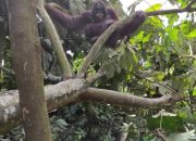 Kerap Diberi Makan dan Minum, Orangutan Kini Berhasil Dievakuasi