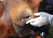 Mati dengan 138 Peluru di Tubuhnya, Kasus Orangutan Belum Terungkap
