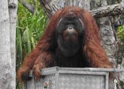 Tiga Belas Orangutan Hasil Rehabilitasi Dikembalikan ke Habitat Alami