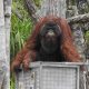 Salah satu orangutan yang dilepasliarkan di kawasan Taman Nasional Tanjung Puting, Kalimantan Tengah. | Foto: BKSDA Kalteng