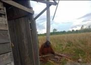 Berjalan di Kebun Sawit, Keberadaan Orangutan Dilacak BKSDA