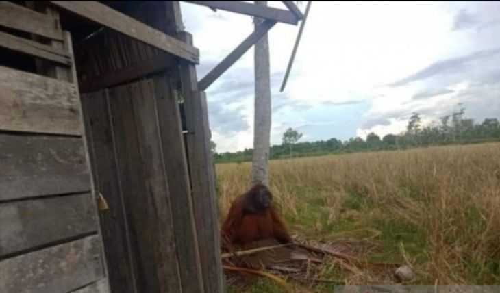 Sebuah video yang beredar di media sosial memperlihatkan keberadaan orangutan yang tengah berjalan di kawasan yang dikelilingi oleh perkebunan kelapa sawit. | Foto: Antara