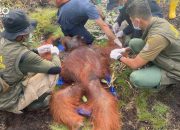 Orangutan Dievakuasi Lantaran Dilaporkan Masuk Kebun Sawit Warga