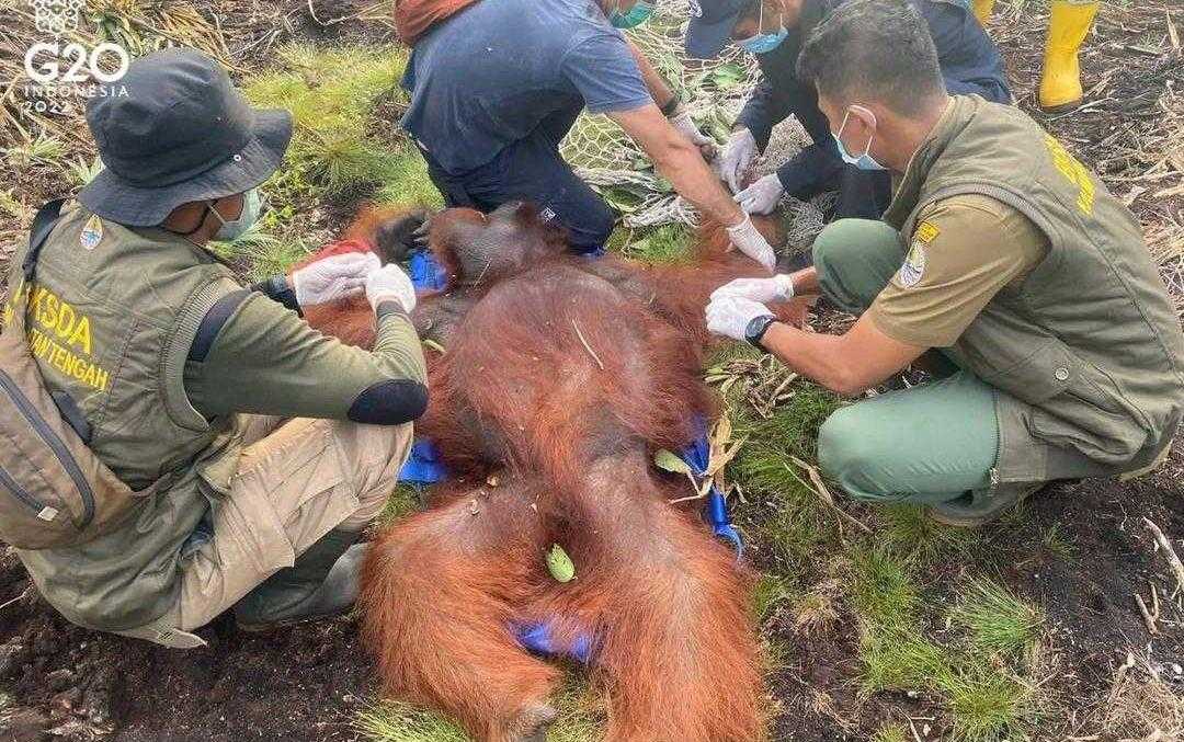 Seekor orangutan kalimantan diselamatkan lantaran dilaporkan masuk perkebunan sawit dan nanas milik warga. | Foto: Dok. BKSDA Kalteng