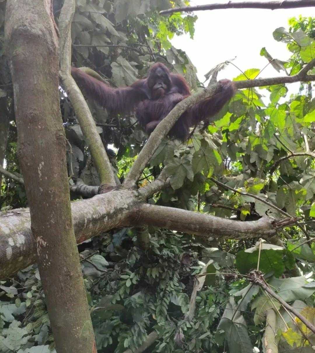 Seekor orangutan yang viral lantaran menyeberang Jalan Simpang Perdau dan diberi makan serta minum oleh pengguna jalan, kini telah dilepasliarkan. | Foto: Dok. BKSDA Kaltim