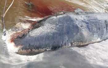 Seekor paus sperma ditemukan mati dan mengalami luka-luka pada bagian mulut dan siripnya. | Foto: Istimewa/Kumparan