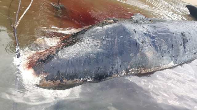 Seekor paus sperma ditemukan mati dan mengalami luka-luka pada bagian mulut dan siripnya. | Foto: Istimewa/Kumparan