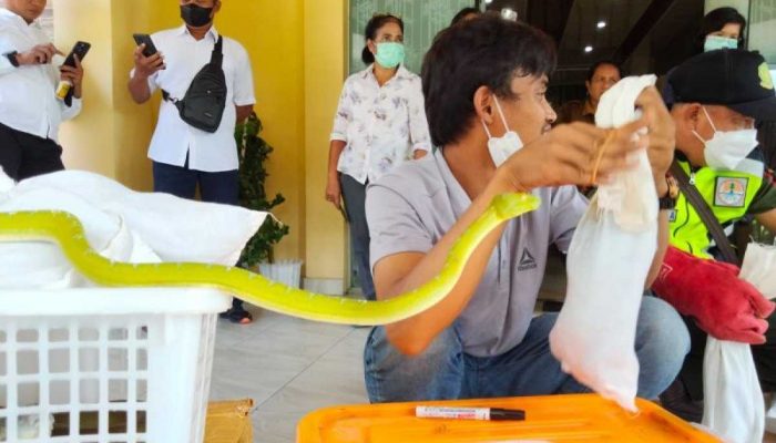 Penyelundupan Reptil Melalui Bandara Internasional Berhasil Digagalkan