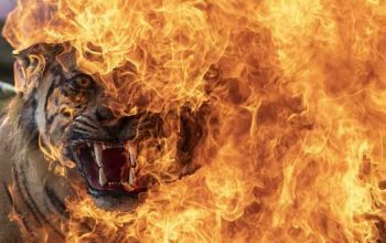 Opsetan harimau sumatera tengah dimusnahkan dengan cara dibakar. | Foto: Nova Wahyudi/Bro/Media Indonesia