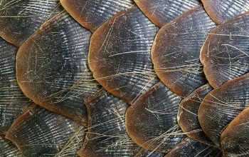 Ilustrasi sisik trenggiling (Manis javanica). | Foto: Milos Andera/Nature Photo