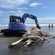 Seekor paus mati terdampar di Pantai Pasut. | Foto: Agro Indonesia