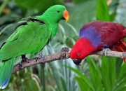 Niat Dibawa Keluar Papua, Burung Nuri dan Puluhan Satwa Berhasil Disita