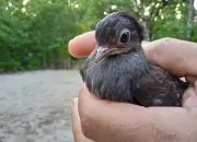 Tanjung Maleo, Surga bagi Burung Momoa Bertelur Tanpa Henti