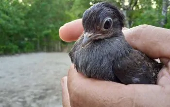 Bayi burung gosong maluku atau momoa usai menetas di Tanjung Maleo, pemandangan demikian kerap dilihat setiap harinya. | Foto: Muhammad Jaya