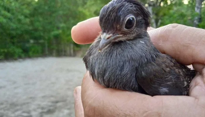 Tanjung Maleo, Surga bagi Burung Momoa Bertelur Tanpa Henti