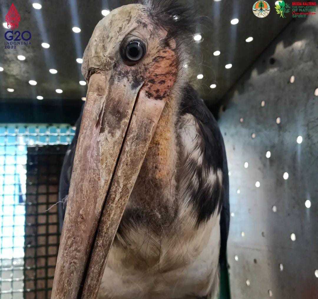 Burung bangau tongtong (Leptoptilos javanicus) dievakuasi oleh BKSDA Kalimantan Tengah. | Foto: Dok. BKSDA Kalteng