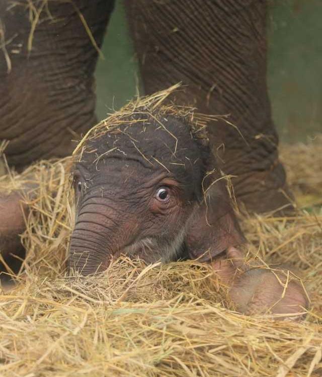 Lanang, bayi gajah yang lahir di Bali Zoo. | Foto: Istimewa/Kumparan