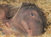 Belum Genap Satu Bulan, Bayi Gajah Mulai Dikenalkan ke Wisatawan